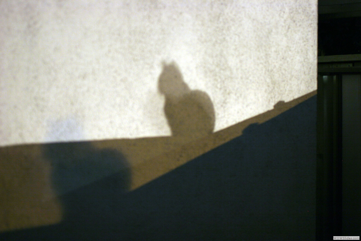 2011-07-24-shadows-19.2_e
